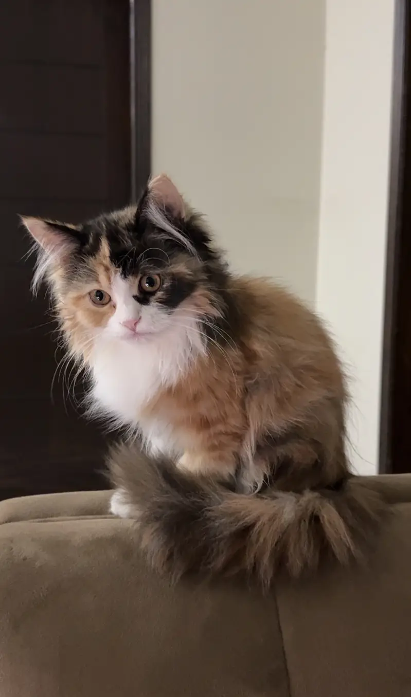 Cute Persian cat — photo 5