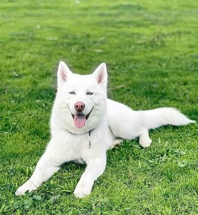 white husky breedr female