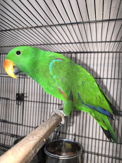 Grand Eclectus pair male 2 year female 1.5 year