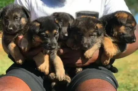 German Shepherd Puppies For Sale only for Pet Lover Family's