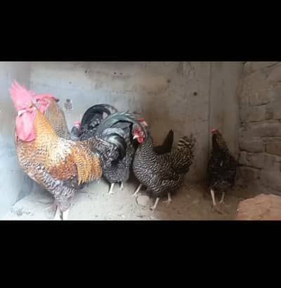 Plymouth rock hens egg laying