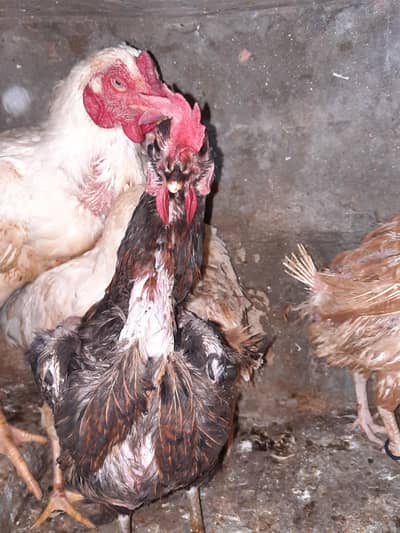 golden misri hen