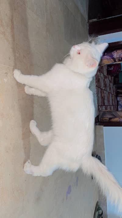 Persion Cat White Color 2 Eyes
