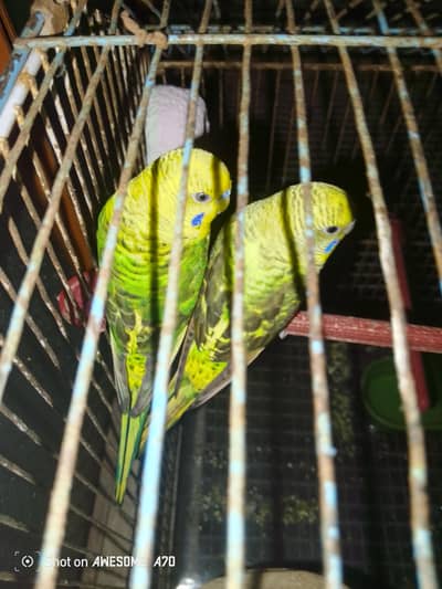 Black wing buggies