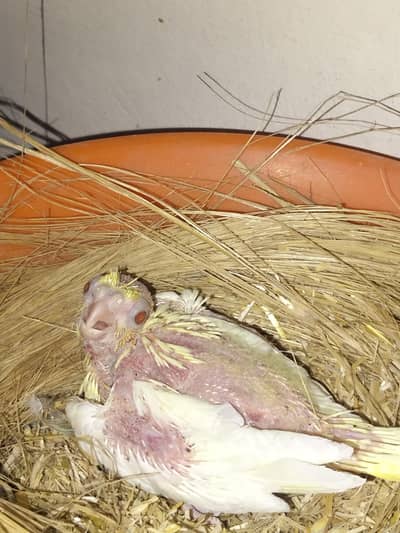 Cocktail Common white chick  red eye price 2500