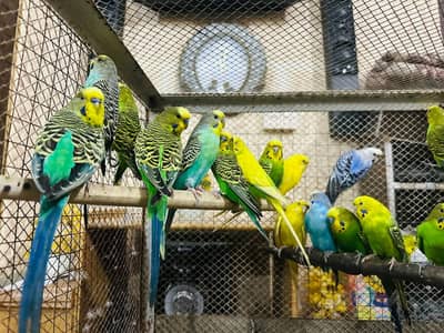 King Size Australian Breeder Pairs