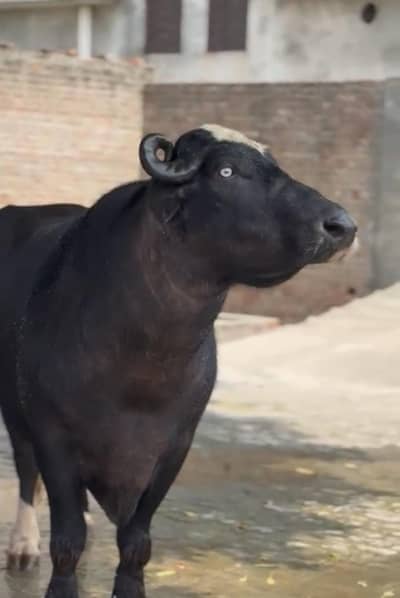VERY BEAUTIFUL  pure neli da panj kellan