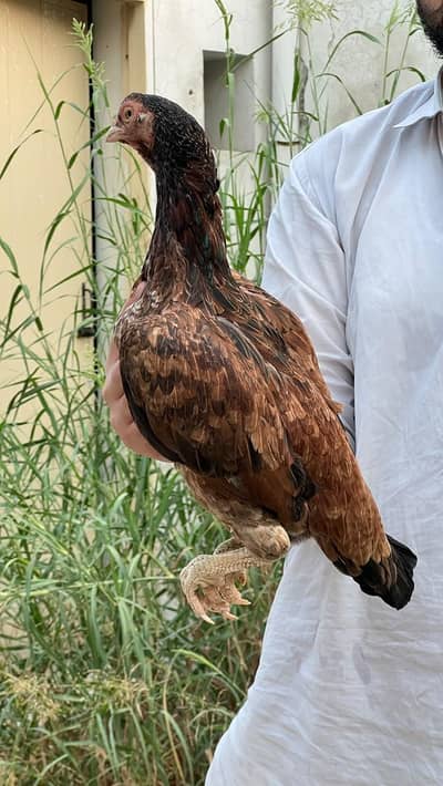 high quality amroha blood