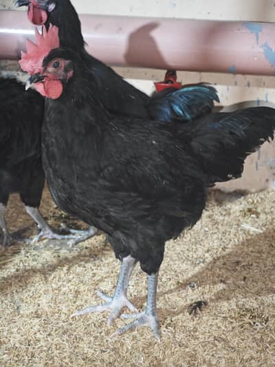 Australop Roosters (murghay) urgent sale
