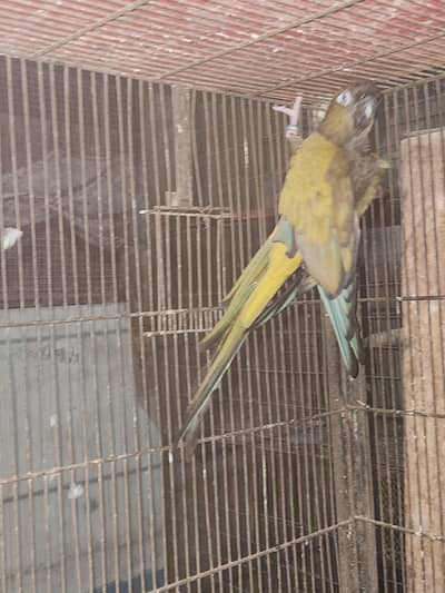 pair of love birds dove,green ringneck