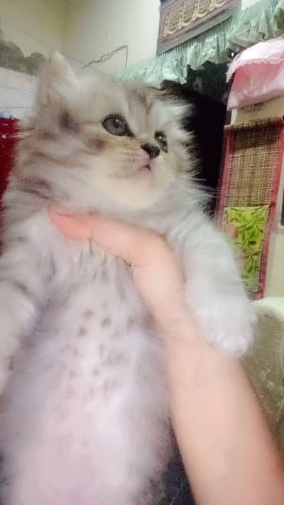 persion kitten