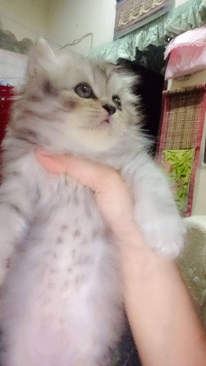 persion kitten 0