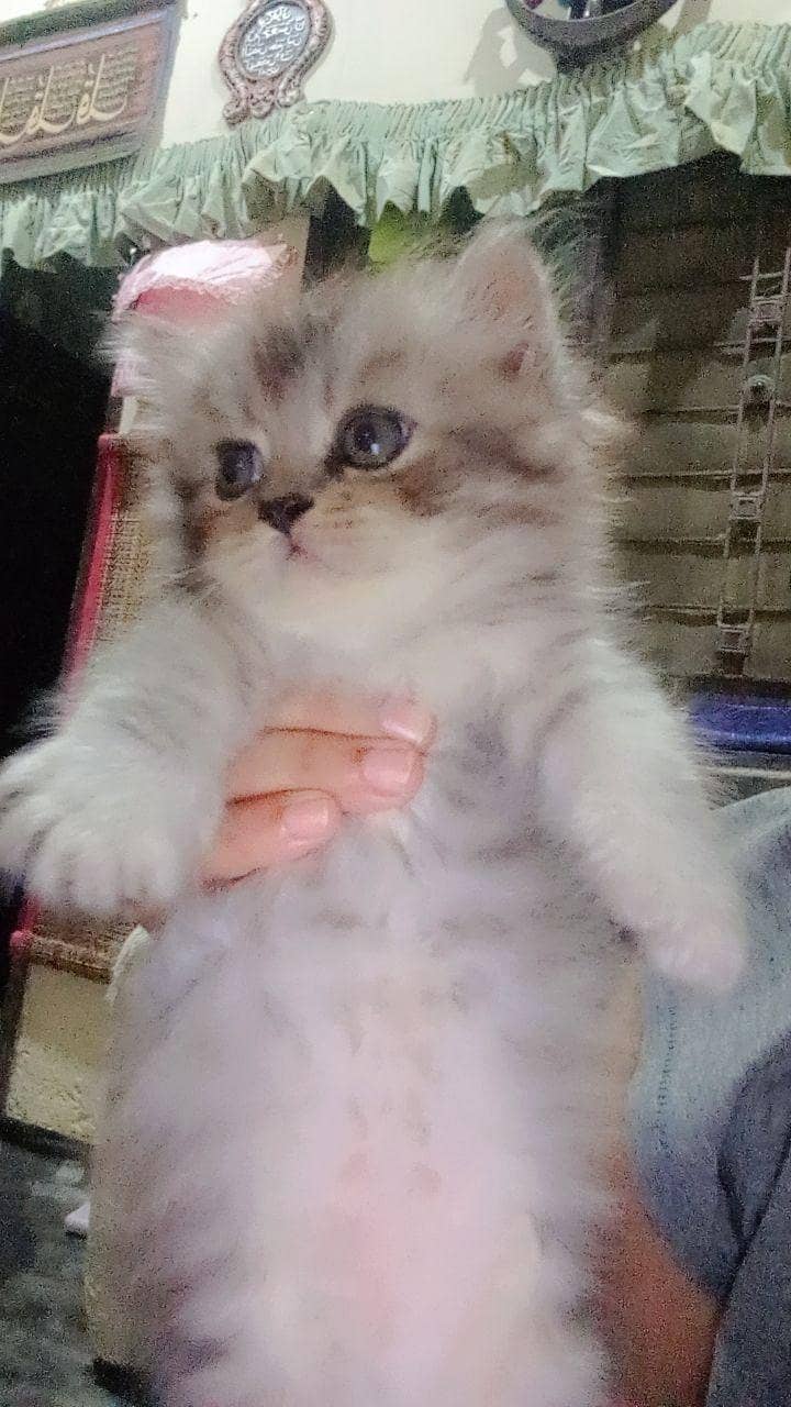 persion kitten 2