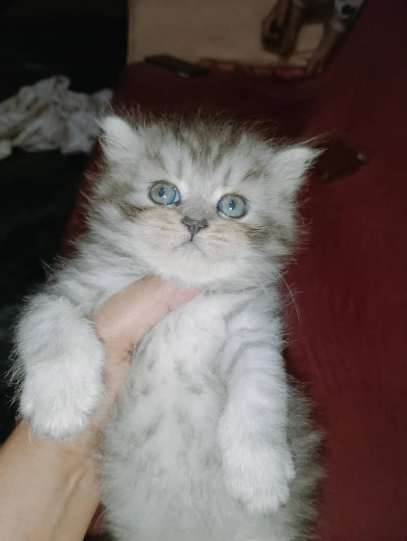persion kitten 3