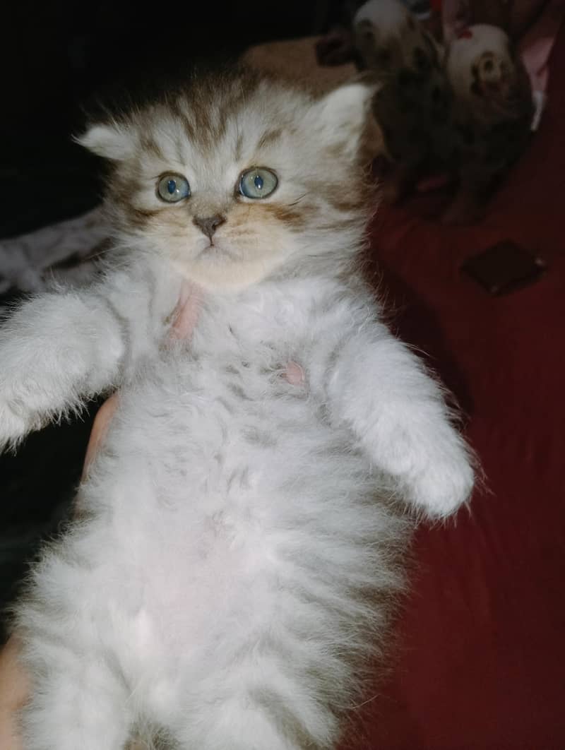 persion kitten 4