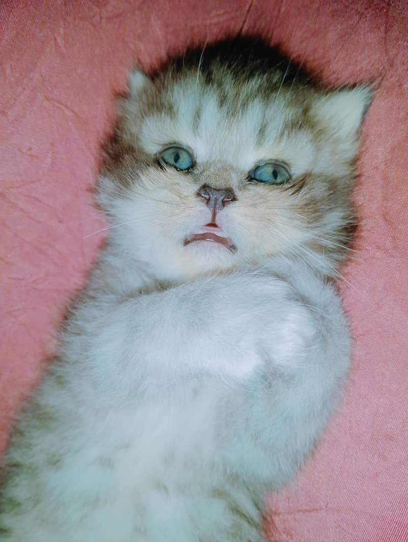 persion kitten 6