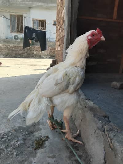 breater murga sale urgent 03173091494