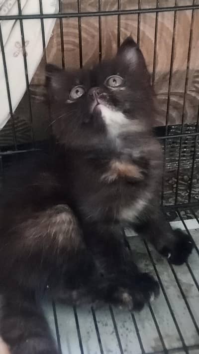 Persian kittens are available!