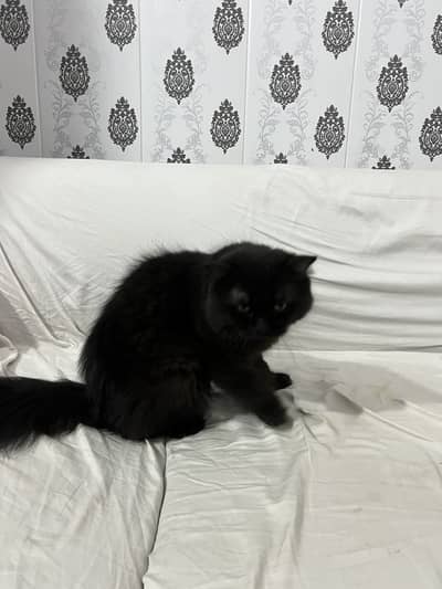 I want to sale my Persian male