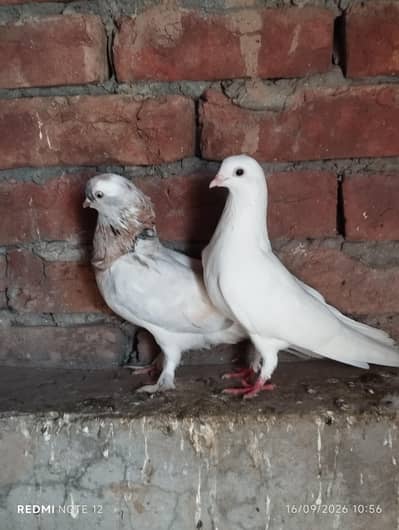 breeder pair 03110144020