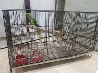 raw talking Jumbo Size parrot  for Sale