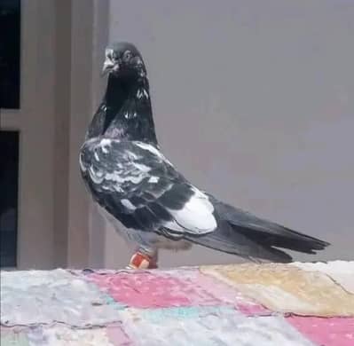 best high flyr pigeon
