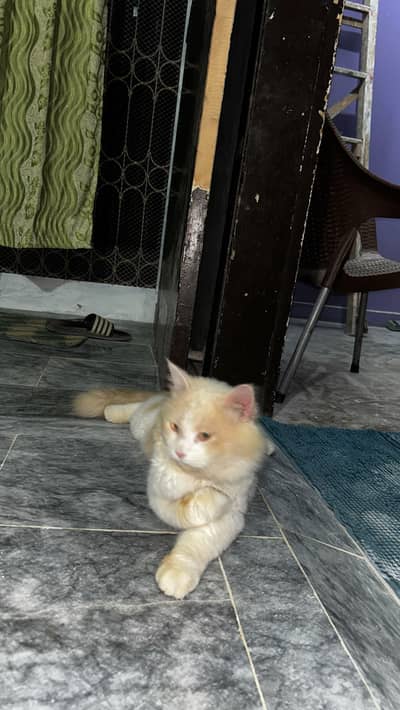 Persian cat nice and cuty