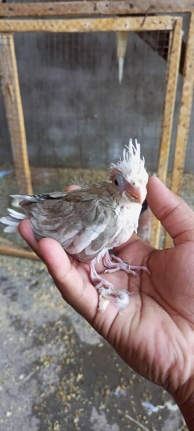 cocktail chick