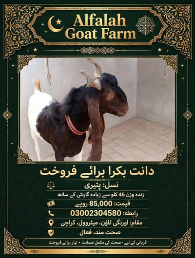 *ماشاءاللہ سے دو دانت کا بکرا، پینتالیس کلو سے زیادہ وزن ہے