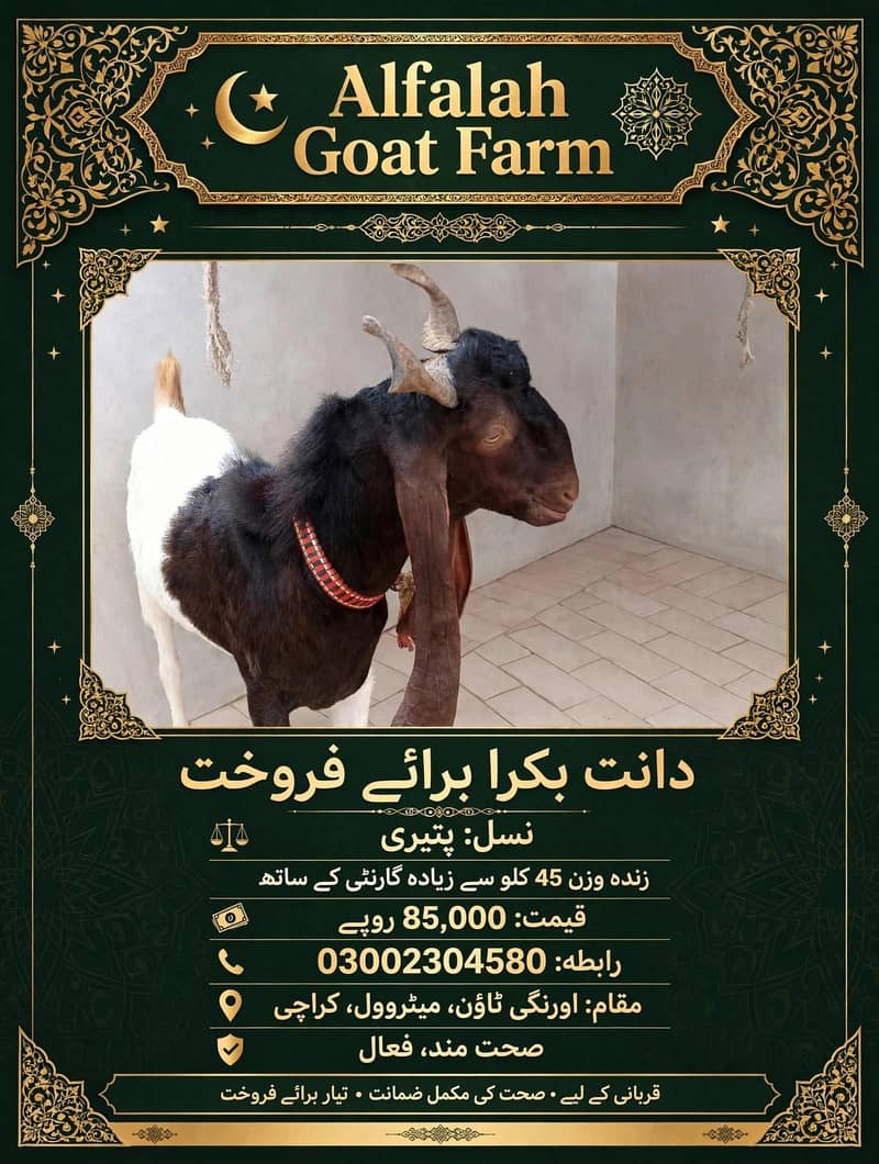 *ماشاءاللہ سے دو دانت کا بکرا، پینتالیس کلو سے زیادہ وزن ہے 0