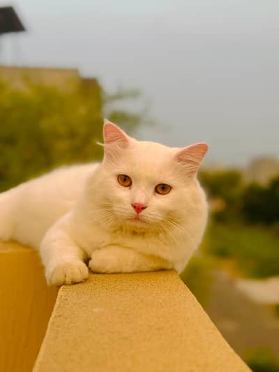 Persian cat male