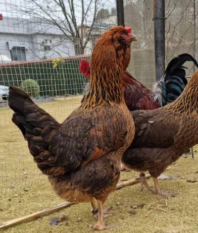 Fancy chickens _ Ameraucana blue & Green eggs laying breed chiks sale