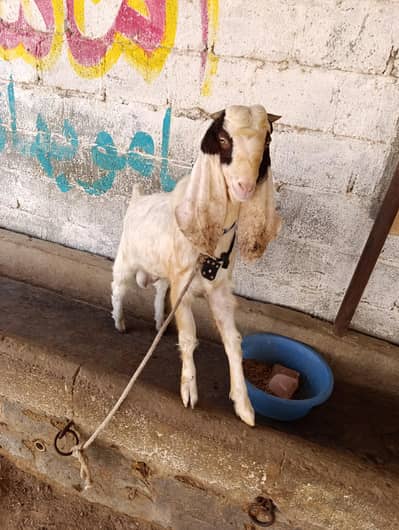 Andu Bakra For Sale
