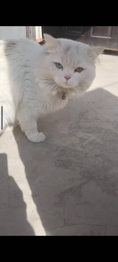 stud male white