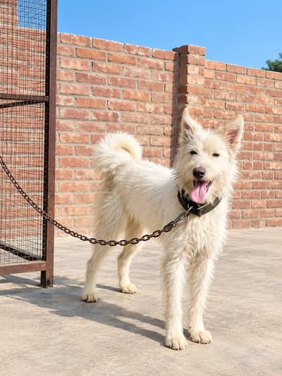 Poodle Male dog