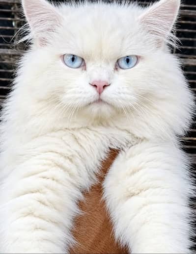 Pure White Male Persian Cat with Blue/Rare Eyes Available!