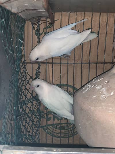 White Abino or Blue fishri love Birds