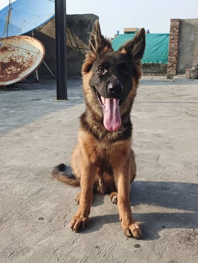 Pure German Shepherd Puppy Active
