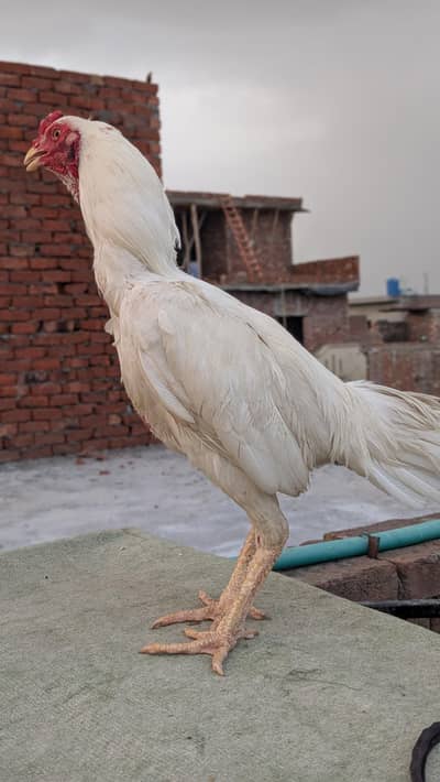pure Heera 2 male and Thai dragon cross chicks for sale