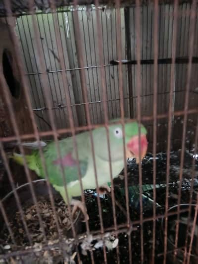 Raw parrot female breeder