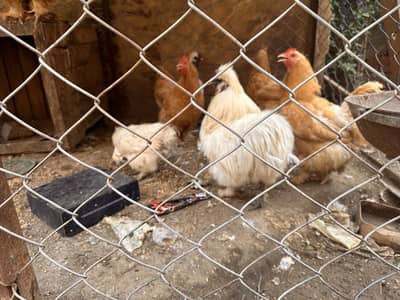 silkie and golden buff breeder pairs