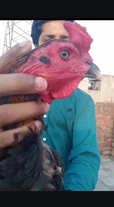 Black bull breader hen sale