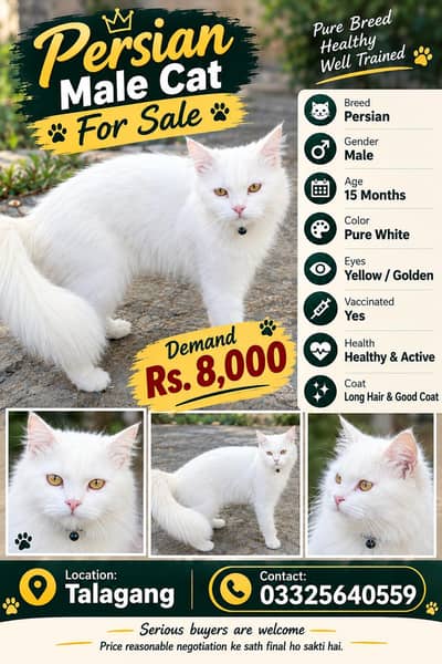 persian cat