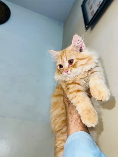 Persian Triple coat Ginger / white / creamy male female pair