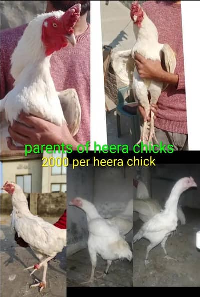Khaalis Heera