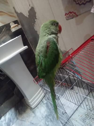 original Alexandrine Parakeet