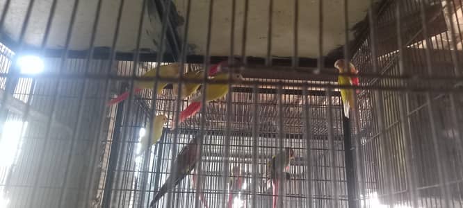 sunchick breeder pair available