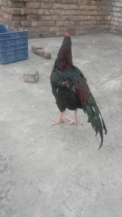 aseel murga for sale