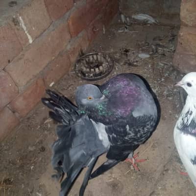 8 Pigeons in One Price