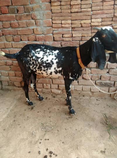makkhi chini khubsurat bakri sehatmand bakri 03027193810